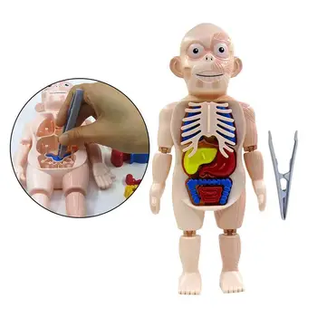 Insan Vücudu Anatomisi Modeli Montaj Öğrenme DIY Gösteri Oyuncaklar Anatomi Ekran Çocuk Eğitim Öğrenme Öğretim Araçları